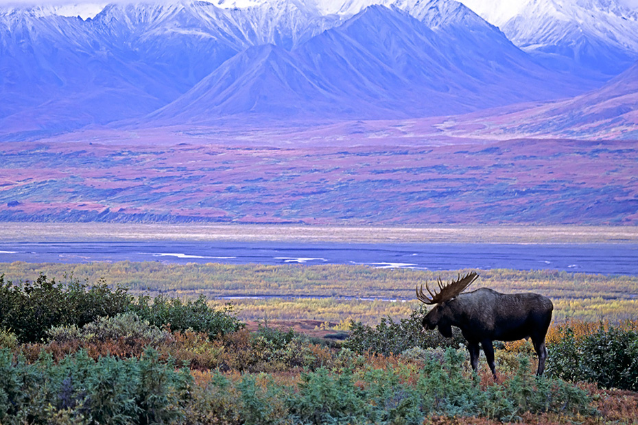 Elch, die gefaehrlichsten natuerlichen Feinde in Nordamerika sind Woelfe, Baeren und Pumas  -  (Alaska-Elch - Foto Elchschaufler vor der Alaska-Bergkette), Alces alces - Alces alces gigas, Moose, predators in North America are wolves, bears and cougars  -  (Alaska Moose - Photo bull Moose in front of the Alaska-Range)