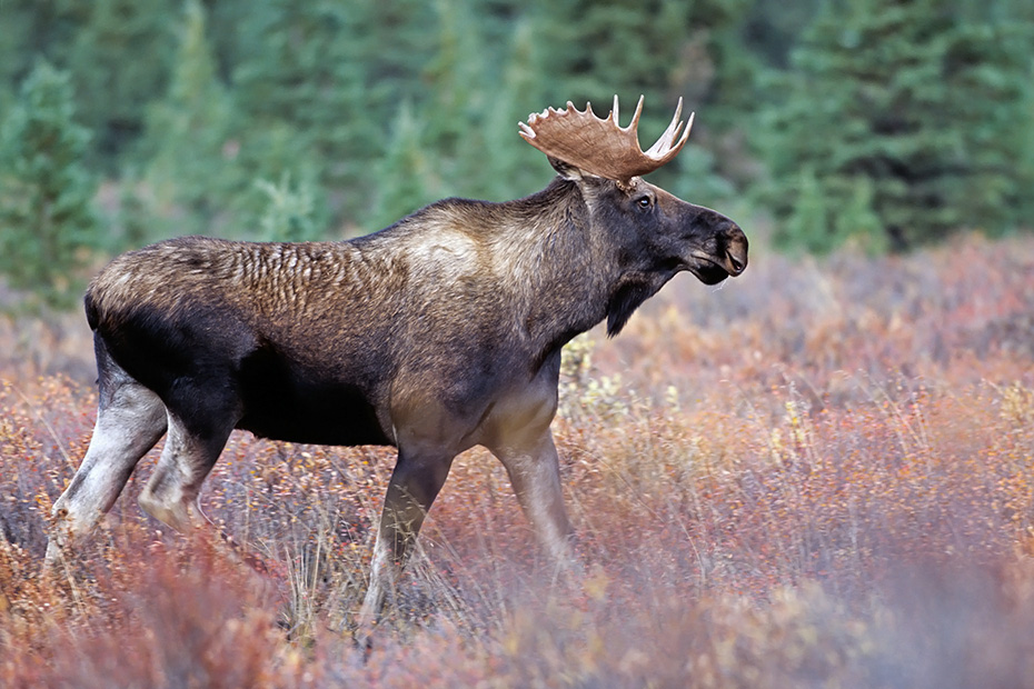 Elche koennen taeglich mehr als 32kg Nahrung aufnehmen  -  (Alaska-Elch - Foto junger Elchbulle im Denali Nationalpark), Alces alces - Alces alces gigas, Moose can eat up to 32kg of food per day  -  (Giant Moose - Photo young bull Moose in Denali National Park)