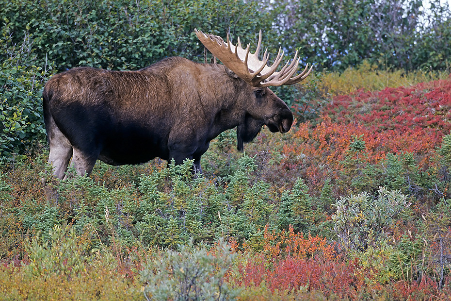Elche koennen taeglich mehr als 32kg Nahrung aufnehmen  -  (Alaska-Elch - Foto Elchbulle in der herbstfarbenen Tundra), Alces alces - Alces alces gigas, Moose can eat up to 32kg of food per day  -  (Alaska Moose - Photo bull Moose in indian summer)