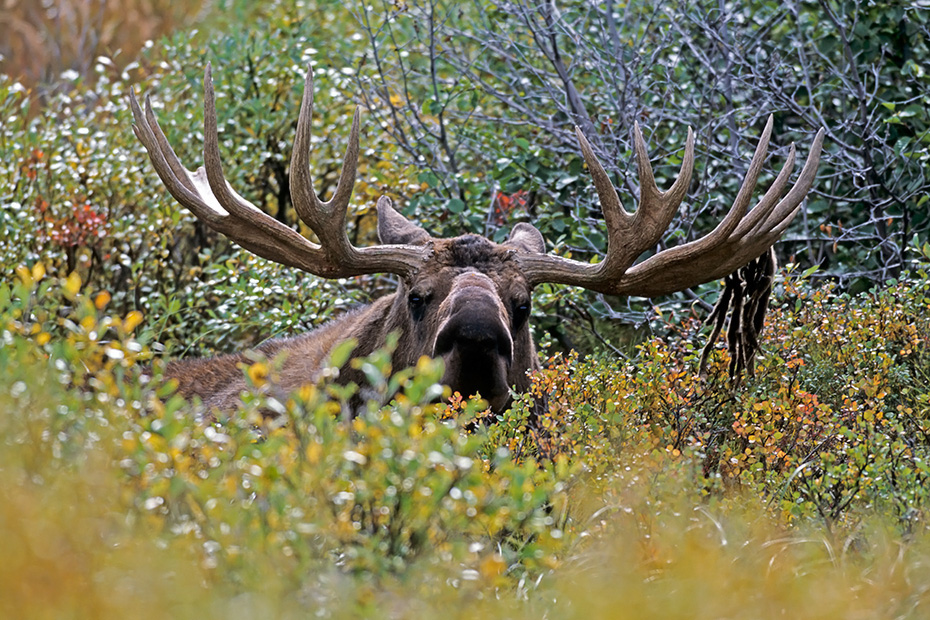 Elch, das Wachstum der neuen Geweihe beginnt im Fruehjahr  -  (Alaska-Elch - Foto Elchschaufler vor Brunftbeginn), Alces alces - Alces alces gigas, Moose, the new antlers will regrow in the spring  -  (Alaska Moose - Photo bull Moose in the tundra)