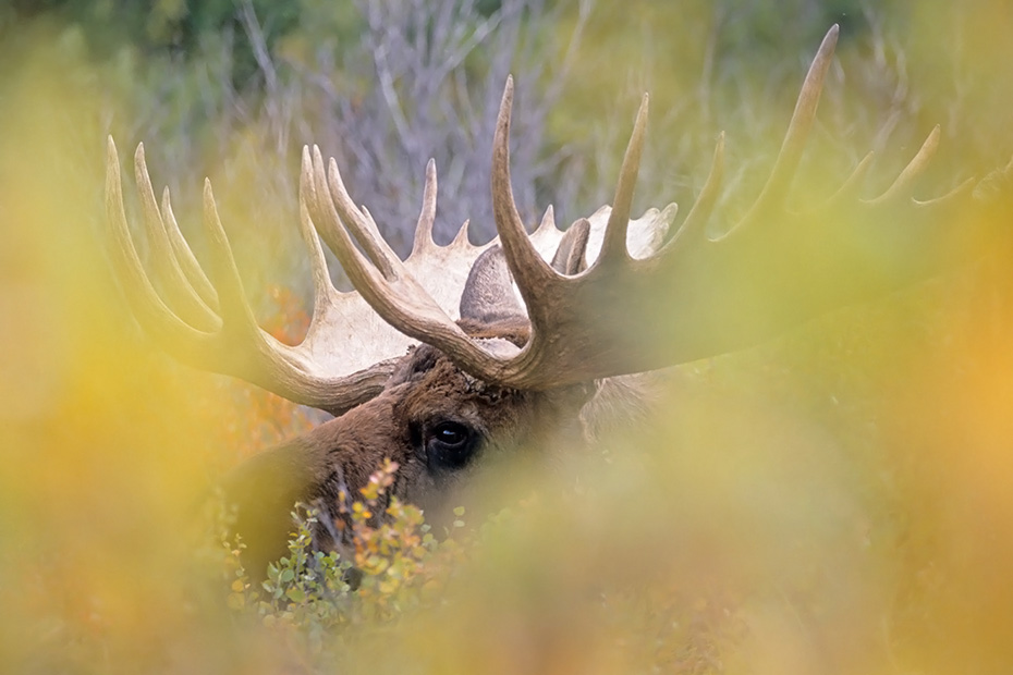 Elche sind die zweitgroessten Landsaeuger Europas und Nordamerikas  -  (Alaska-Elch - Foto Elchschaufler in der Tundra), Alces alces - Alces alces gigas, Moose are the second largest land animals in Europe and North America  -  (Alaskan Moose - Photo bull Moose resting)