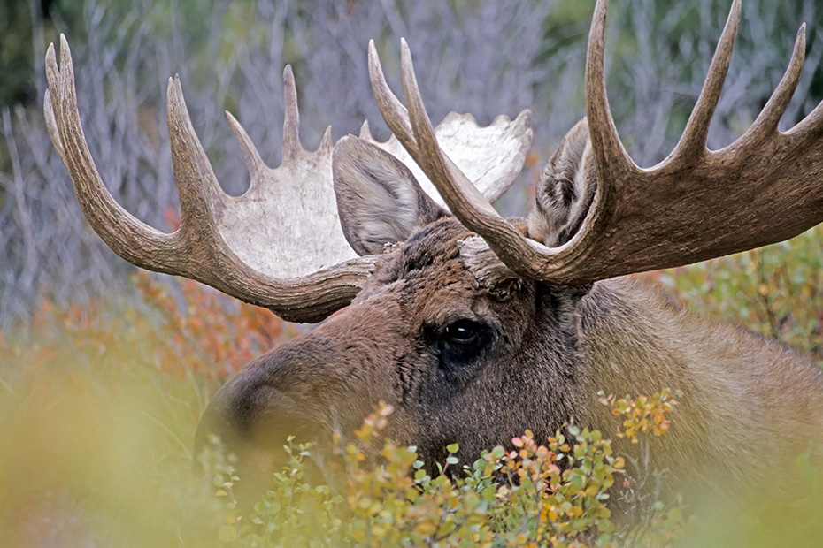 Elch, die Brunft beginnt im September und endet im Oktober  -  (Alaska-Elch - Foto Elchschaufler), Alces alces - Alces alces gigas, Moose, the mating occurs in September and October  -  (Alaska Moose - Photo bull Moose)