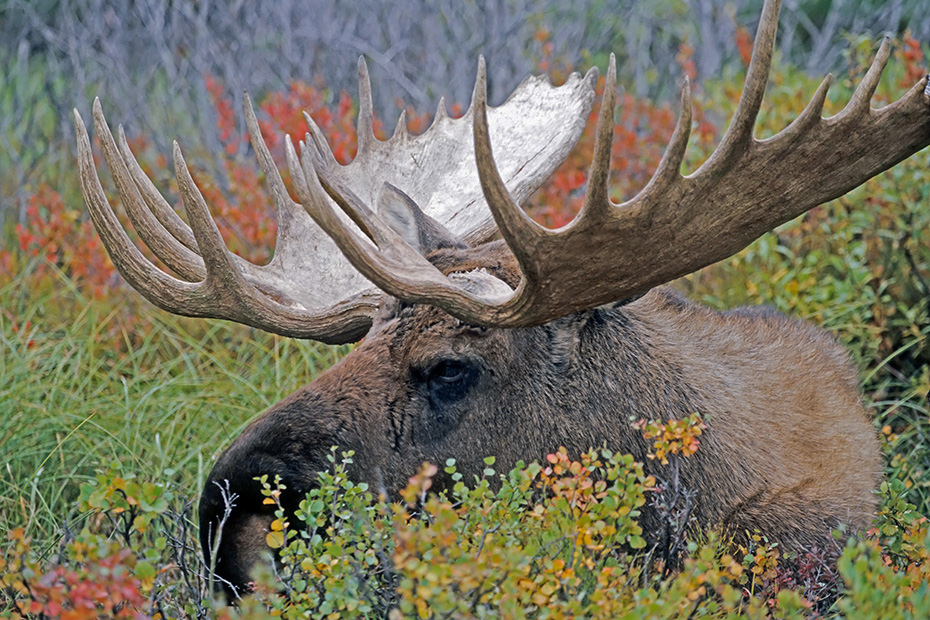 Elche koennen in Gefangenschaft ein Hoechstalter von 27 Jahren erreichen  -  (Alaska-Elch - Foto Elchbulle Portraetfoto), Alces alces - Alces alces gigas, Moose, the maximum lifespan in captivity is 27 years of age  -  (Alaskan Moose - Photo bull Moosein portrait)