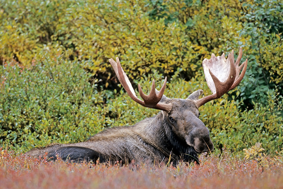 Elche sind die zweitgroessten Landsaeuger Europas und Nordamerikas  -  (Alaska-Elch - Foto Elchschaufler ruht in der Tundra), Alces alces - Alces alces gigas, Moose are the second largest land animals in Europe and North America  -  (Alaska Moose - Photo bull Moose resting)