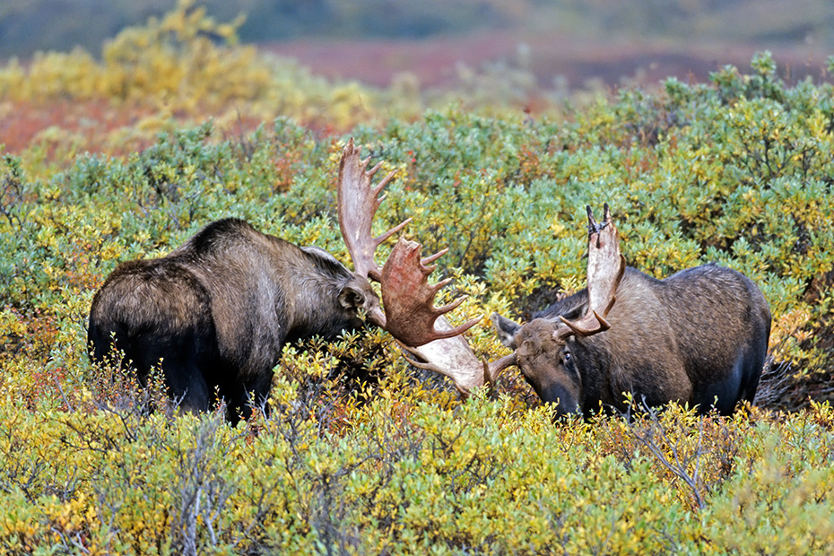 Elche sind die zweitgroessten Landsaeuger Europas und Nordamerikas  -  (Alaska-Elch - Foto Elchschaufler spielerisch kaempfend), Alces alces - Alces alces gigas, Moose are the second largest land animals in Europe and North America  -  (Alaska Moose - Photo bull Moose playfully fighting)