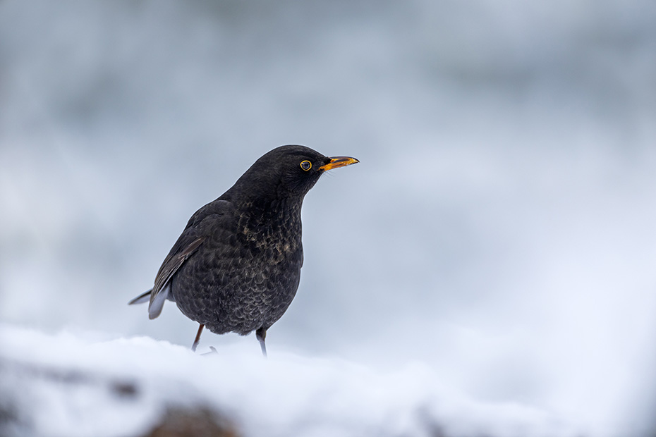 Ein Amselhahn im Schnee auf Nahrungssuche , Turdus merula, A male Common blackbird looking for food in the snow