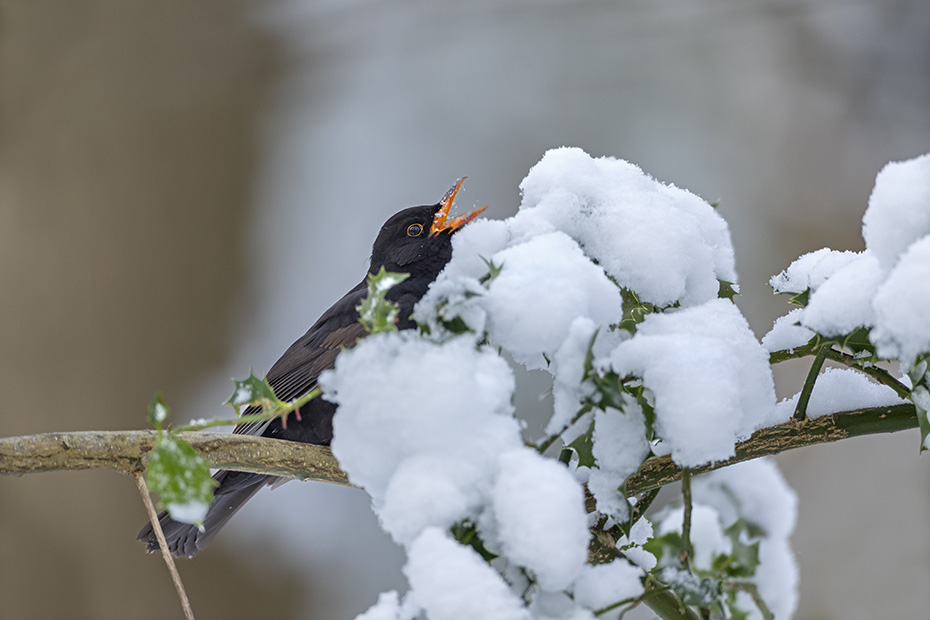 Ein Amsel-Maennchen frisst Schnee um seinen Durst zu loeschen, Turdus merula, A male Common blackbird eats snow to quench its thirst