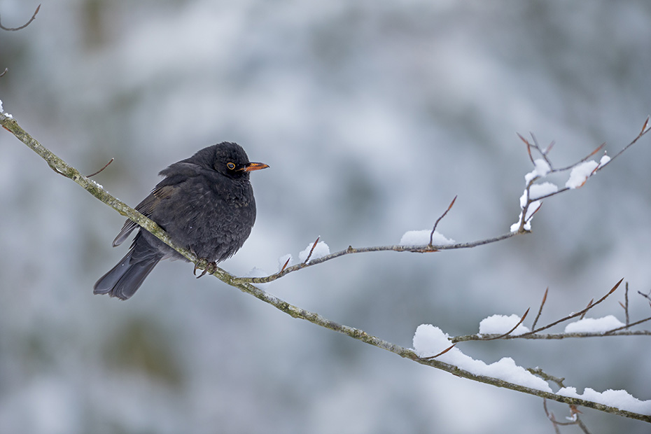 Mit aufgeplustertem Gefieder ruht ein Amselhahn auf einem Buchenzweig, Turdus merula, A male Common blackbird rests on a beech branch with fluffed plumage