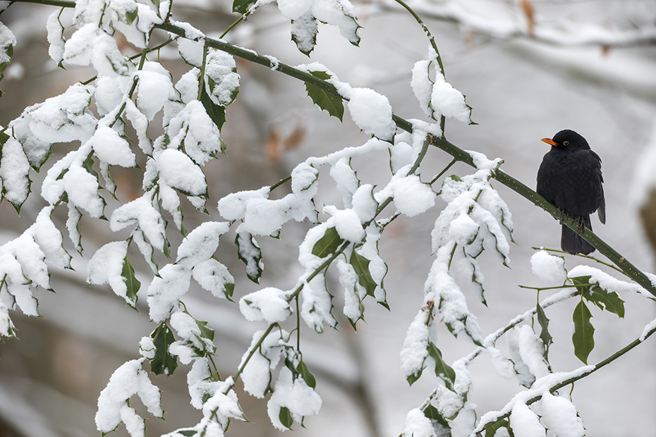 Das fast schwarze Gefieder vom Amsel-Maennchen bildet einen schoenen Kontrast zum Weiss des Schnee, Turdus merula, The almost black plumage of the male Common blackbird contrasts beautifully with the white of the snow