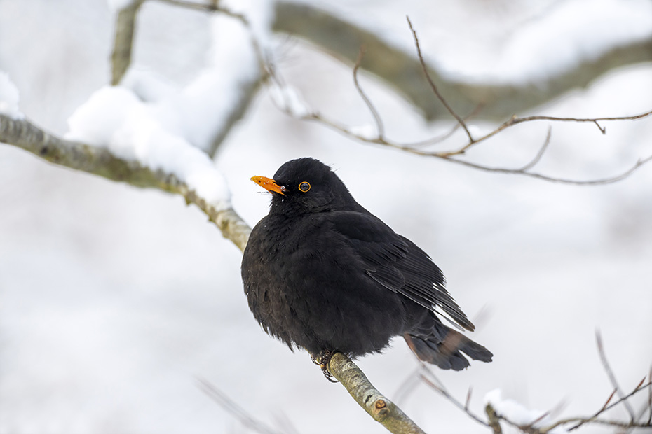 Mit aufgeplustertem Gefieder ruht das Amsel-Maennchen auf einem Buchenzweig, Turdus merula, With fluffed plumage, the male Common blackbird rests on a beech branch