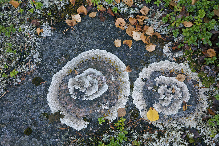 Arctoparmelia centrifuga auf einem Felsen zwischen arktischer Vegetation, Arctoparmelia centrifuga, Concentric Ring Lichen on a rock among arctic vegetation