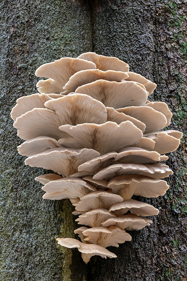 Der Austern-Seitling ist ein guter Speisepilz, leider wachsen diese Exemplare unerreichbar in 3 m Hoehe  -  (Austernpilz - Foto Austern-Seitlinge am Stamm einer Rotbuche), Pleurotus ostreatus, The Oyster Mushroom is an excellent edible mushroom, unfortunately these specimens grow out of reach at 3 m height  -  (Oyster Fungus - Photo Oyster Mushroom on the trunk of a Common Beech)