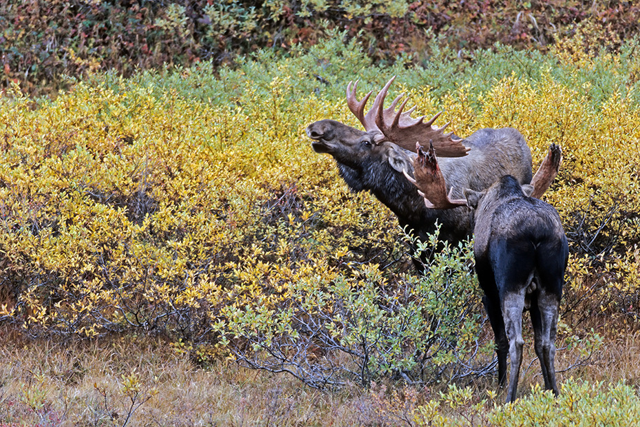 Elch, in Nordamerika werden mehr Menschen von Elchen verletzt, als von allen anderen Wildtieren  -  (Alaska-Elch - Foto Elchschaufler spielerisch kaempfend), Alces alces - Alces alces gigas, Moose in North America, they injure more people than any other wild mammal  -  (Alaska Moose - Photo bull Moose playfully fighting)