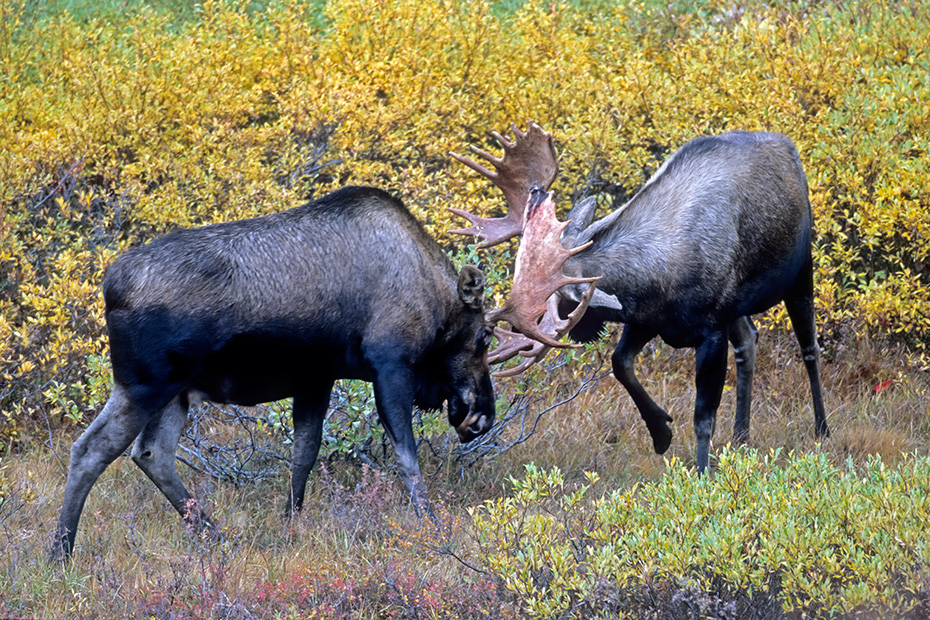 Elch, die Paarungszeit wird in der Fachsprache Brunft oder Brunftzeit genannt  -  (Alaska-Elch - Foto Elchbullen spielerisch kaempfend), Alces alces - Alces alces gigas, Moose, the mating season called THE RUT  -  (Giant Moose - Photo bull Moose playfully fighting)
