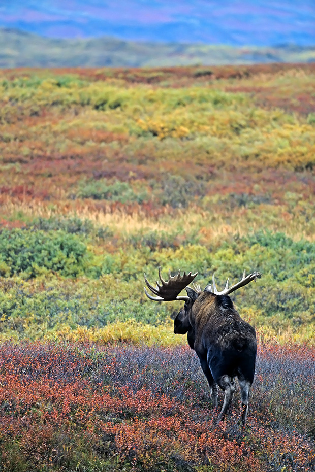 Elch, die Geweihe der Nordamerikanischen und Sibirischen Elchbullen sind in der Regel groesser und massiger, als die der Europaeischen Artgenossen  -  (Alaskaelch - Foto Elchschaufler vor Brunftbeginn), Alces alces - Alces alces gigas, Moose, the North American and Siberian moose antlers are usually larger than those of Eurasian Moose  -  (Alaskan Moose - Photo bull Moose in the tundra)