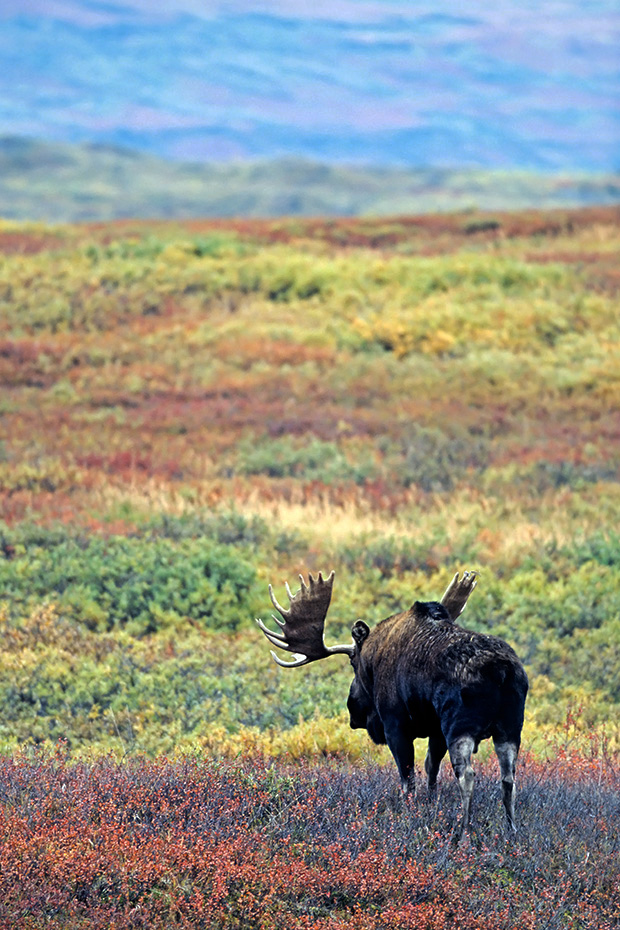 Elch, nur den Maennchen wachsen Geweihe  -  (Alaskaelch - Foto Elchschaufler wenige Tage vor Brunftbeginn), Alces alces - Alces alces gigas, Moose, only the bull Moose grow antlers  -  (Alaska Moose - Photo bull Moose in the tundra)
