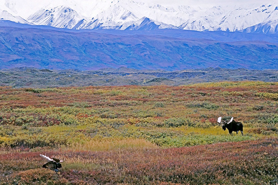 Elche sind weltweit die groessten lebenden Vertreter aus der Familie der Hirsche  -  (Alaska-Elch - Foto Elchbullen vor der Alaskabergkette), Alces alces - Alces alces gigas, Moose is the largest species in the deer family  -  (Alaska Moose - Photo bull Moose in front of the Alaskarange)