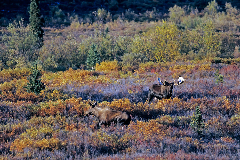 Elch, in der Brunft suchen Bullen die Weibchen auf, um sich mit ihnen zu paaren  -  (Alaska-Elch - Foto Elchschaufler und Elchkuh in der Brunft), Alces alces - Alces alces gigas, Moose, in the mating season, the bulls will seek several cows to breed with  -  (Alaska Moose - Photo bull Moose and female in the rut)