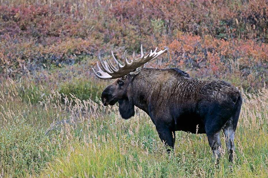 Elch, das Wachstum der neuen Geweihe beginnt im Fruehjahr  -  (Alaska-Elch - Foto Elchschaufler vor Brunftbeginn), Alces alces - Alces alces gigas, Moose, the new antlers will regrow in the spring  -  (Alaska Moose - Photo bull Moose)