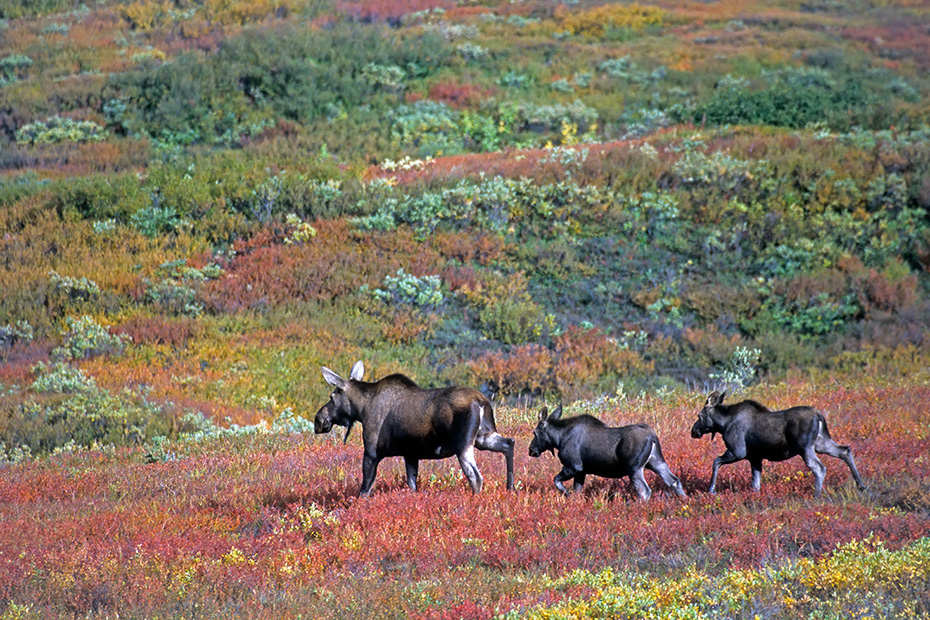 Elch, die Elchkuehe setzen meist 1 Kalb, aber auch 2 Kaelber sind keine Seltenheit  -  (Alaskaelch - Foto Elchkuh mit Elchkaelbern in der herbstlichen Tundra), Alces alces - Alces alces gigas, Moose, females usually bearing 1 to 2 calves  -  (Alaskan Moose - Photo cow Moose with calves in indian summer)