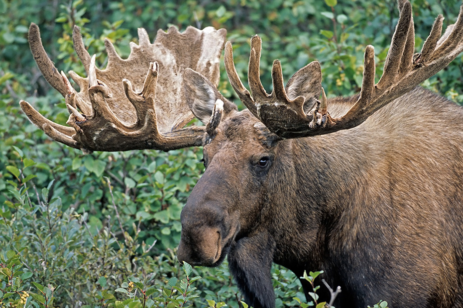 Elch, ist das Wachstum des Geweihs abgeschlossen, fegt der Hirsch die Basthaut an Baeumen und Straeuchern ab  -  (Alaska-Elch - Foto kapitaler Elchschaufler im Bast), Alces alces - Alces alces gigas, Moose, the bulls rub against trees and other objects to help remove velvet from their antlers  -  (Alaskan Moose - Photo bull Moose with velvet-covered antlers)