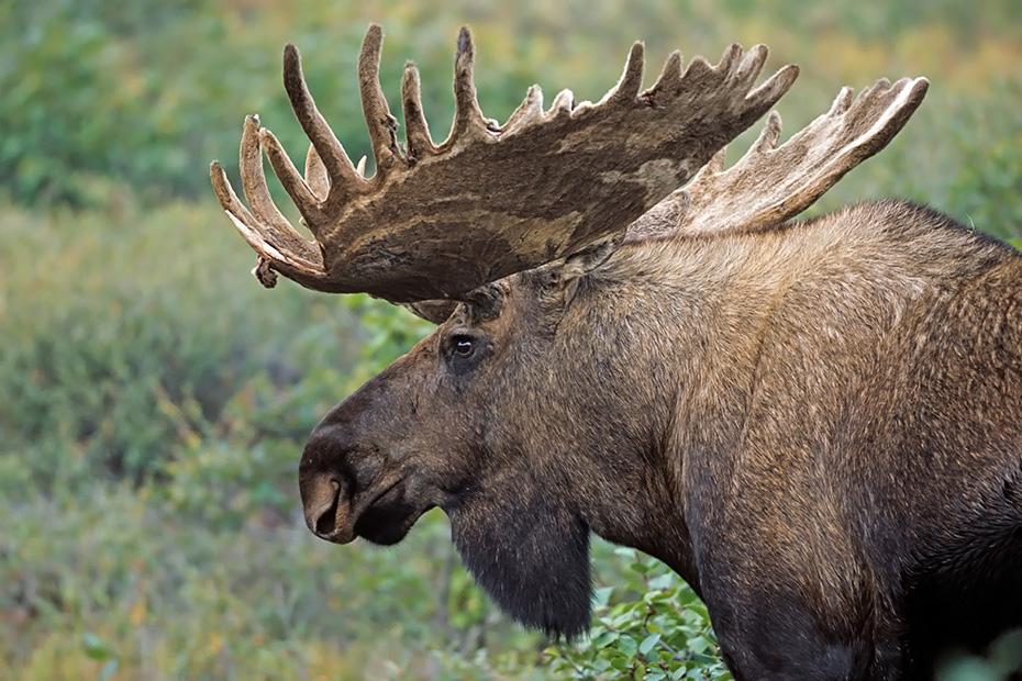 Elch, die Gewichte der Elchbullen variieren je nach Vorkommen und Alter zwischen 380 - 700kg, es werden in seltenen Faellen Gewichte von ueber 800kg erreicht  -  (Alaska-Elch - Foto Elchschaufler mit Bastgeweih), Alces alces - Alces alces gigas, Moose, males normally weigh from 380 to 700kg  -  (Giant Moose - Photo bull Moose with velvet-covered antlers)