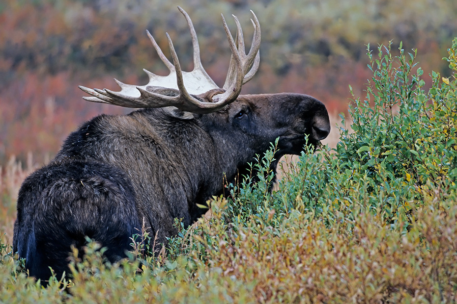 Elch, die gefaehrlichsten natuerlichen Feinde in Nordamerika sind Woelfe, Baeren und Pumas  -  (Alaskaelch - Foto Elchschaufler vor der Brunftzeit), Alces alces - Alces alces gigas, Moose, predators in North America are wolves, bears and cougars  -  (Giant Moose - Photo bull Moose)
