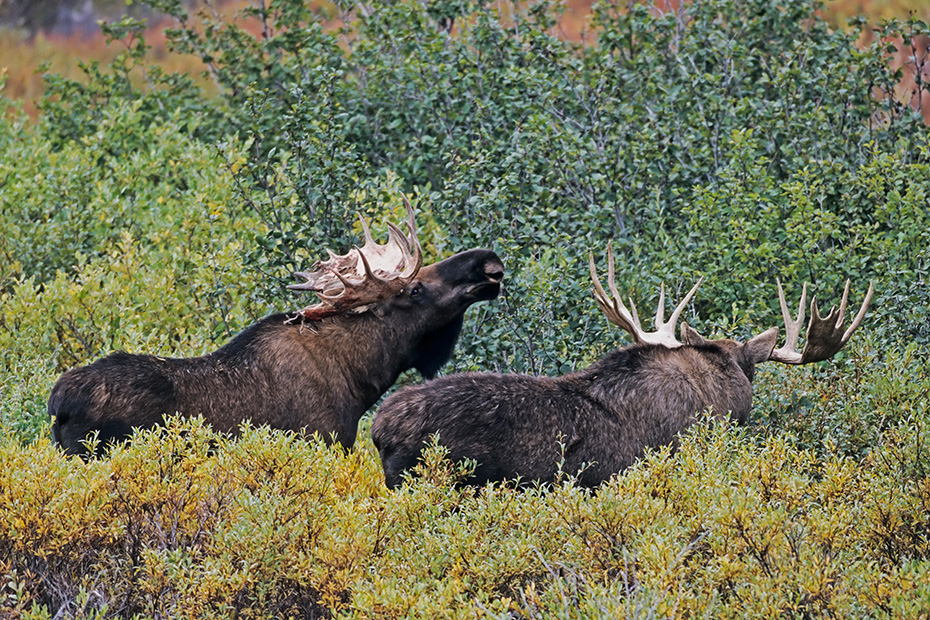 Elche werden im Britischen Englisch ELK genannt, im Amerikanischen Englisch heisst er MOOSE  -  (Alaska-Elch - Foto Elchbullen auf Nahrungssuche), Alces alces - Alces alces gigas, Moose is called ELK in British English  -  (Alaska Moose - Photo bull Moose foraging)