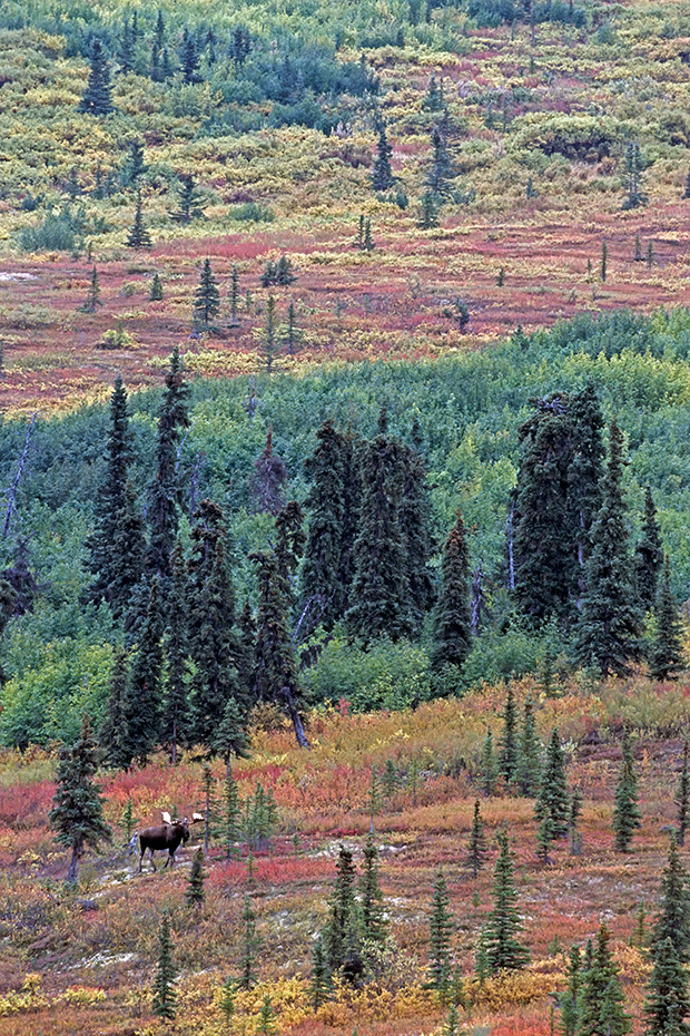 Elche werden im Britischen Englisch ELK genannt, im Amerikanischen Englisch heisst er MOOSE  -  (Alaska-Elch - Foto Elchbulle in der Brunft), Alces alces - Alces alces gigas, Moose is called ELK in British English  -  (Alaska Moose - Photo bull Moose in the rut)