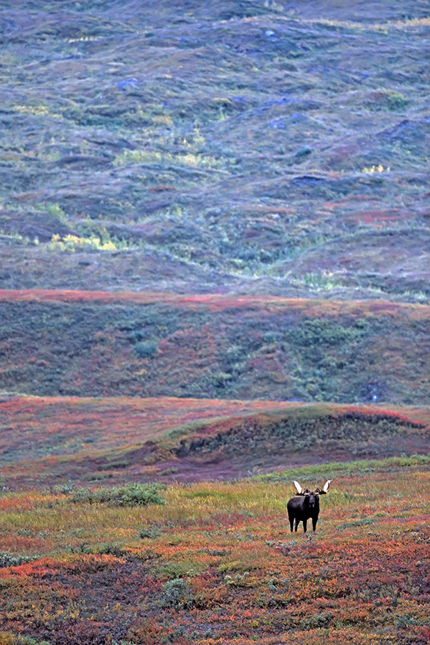 Elch, gute Beobachtungsmoeglichkeiten finden Naturliebhaber in Norwegen, Schweden und Finnland  -  (Alaska-Elch - Foto Elchbulle in der herbstlichen Tundra), Alces alces - Alces alces gigas, Moose are found in large numbers throughout Norway, Sweden and Finland  -  (Giant Moose - Photo bull Moose in indian summer)
