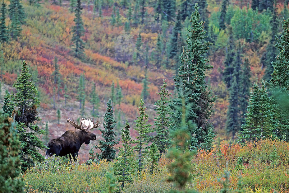 Elch, in der Brunft kann es zwischen den Bullen zu Kaempfen kommen, bei diesen geht es um das Vorrecht, sich mit den Elchkuehen zu paaren  -  (Alaskaelch - Foto Elchschaufler in der Brunft), Alces alces - Alces alces gigas, Moose, in the mating season, the bulls will fight for access to females  -  (Alaskan Moose - Photo bull Moose in the rut)