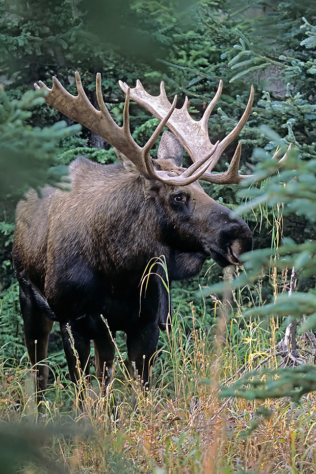 Elch, das Wachstum der Geweihe ist nach circa 5 Monaten abgeschlossen  -  (Alaskaelch - Foto Elchschaufler vor dem Beginn der Brunft), Alces alces - Alces alces gigas, Moose, the antlers take about 5 months to fully develop  -  (Alaska Moose - Photo bull Moose)