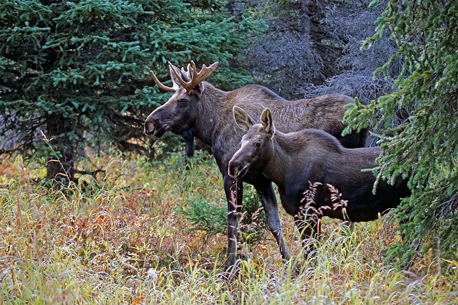 Elch, in Alaska und Sibirien koennen die groessten Vertreter dieser Tierart beobachtet werden  -  (Alaskaelch - Foto junger Elchbulle und Elchkalb), Alces alces - Alces alces gigas, Moose, the largest subspecies can be found in Alaska and Siberia  -  (Alaska Moose - Photo young bull Moose and Moose calf)