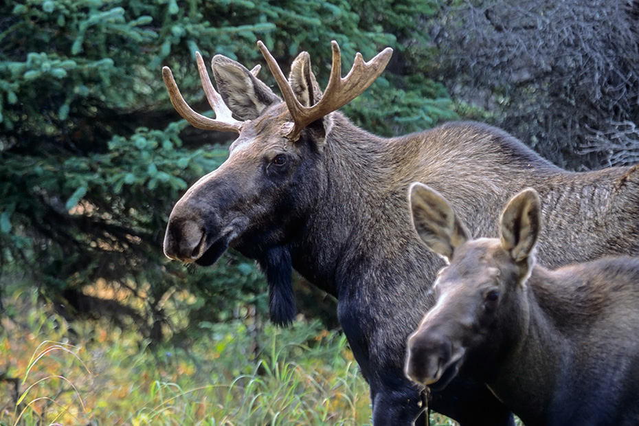Elch, eine sehr wichtige Rolle bei der Ernaehrung spielen Wasserpflanzen  -  (Alaska-Elch - Foto junger Elchbulle und Elchkalb), Alces alces - Alces alces gigas, Moose need to consume a good quantity of aquatic plants  -  (Alaskan Moose - Photo young bull Moose and calf)