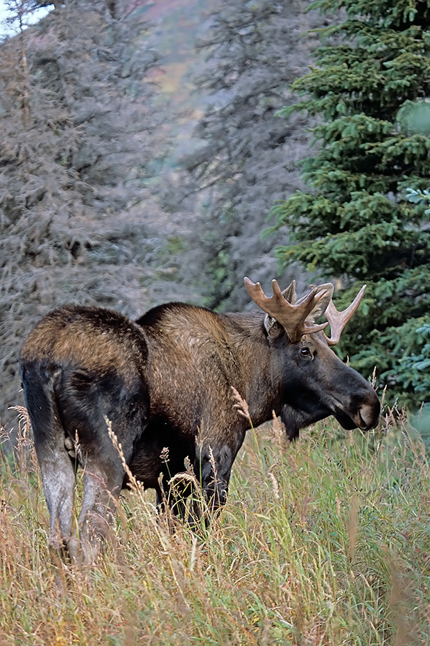 Elch, in Alaska und Sibirien koennen die groessten Vertreter dieser Tierart beobachtet werden  -  (Alaskaelch - Foto junger Elchbulle in der Brunft), Alces alces - Alces alces gigas, Moose, the largest subspecies can be found in Alaska and Siberia  -  (Alaska Moose - Photo young bull Moose in the rut)