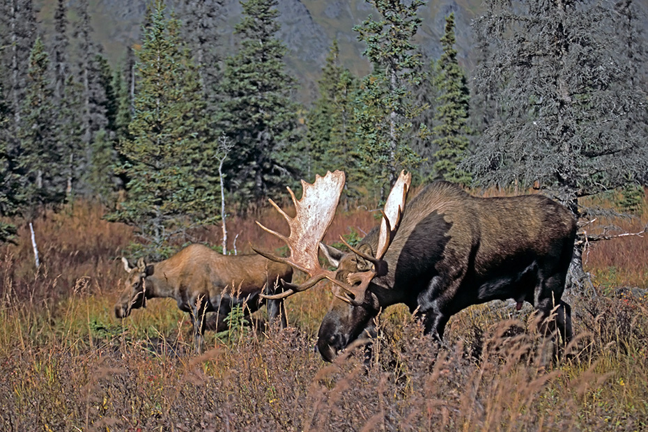 Elch, in der Brunft kann es zwischen den Bullen zu Kaempfen kommen, bei diesen geht es um das Vorrecht, sich mit den Elchkuehen zu paaren  -  (Alaskaelch - Foto Elchschaufler und Elchkuh in der Brunft), Alces alces - Alces alces gigas, Moose, in the mating season, the bulls will fight for access to females  -  (Alaskan Moose - Photo bull Moose and female in the rut)