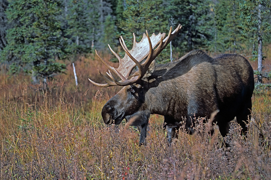 Elch, die Gewichte der Elchbullen variieren je nach Vorkommen und Alter zwischen 380 - 700kg, es werden in seltenen Faellen Gewichte von ueber 800kg erreicht  -  (Alaska-Elch - Foto Elchschaufler in der Brunftzeit), Alces alces - Alces alces gigas, Moose, males normally weigh from 380 to 700kg  -  (Alaskan Moose - Photo bull Moose in the rut)