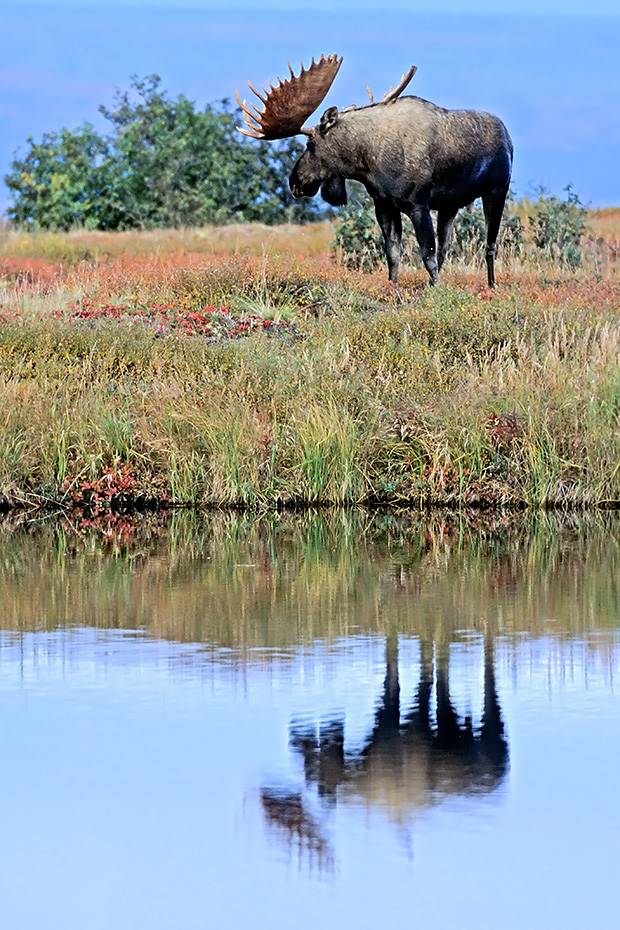 Elche sind weltweit die groessten lebenden Vertreter aus der Familie der Hirsche  -  (Alaskaelch - Foto Elchbulle an einem Tundrasee), Alces alces - Alces alces gigas, Moose is the largest species in the deer family  -  (Giant Moose - Photo bull Moose near a tundra lake)