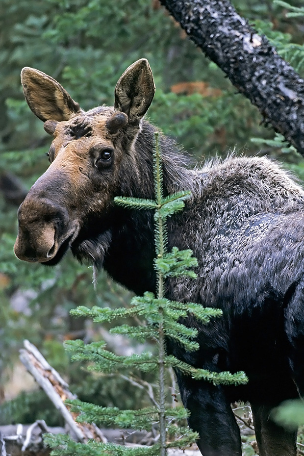 Elch, das Wachstum der neuen Geweihe beginnt im Fruehjahr  -  (Westkanadischer Elch - Foto Elchbulle im Fruehling), Alces alces - Alces alces andersoni, Moose, the new antlers will regrow in the spring  -  (Western Moose - Photo bull Moose in spring)