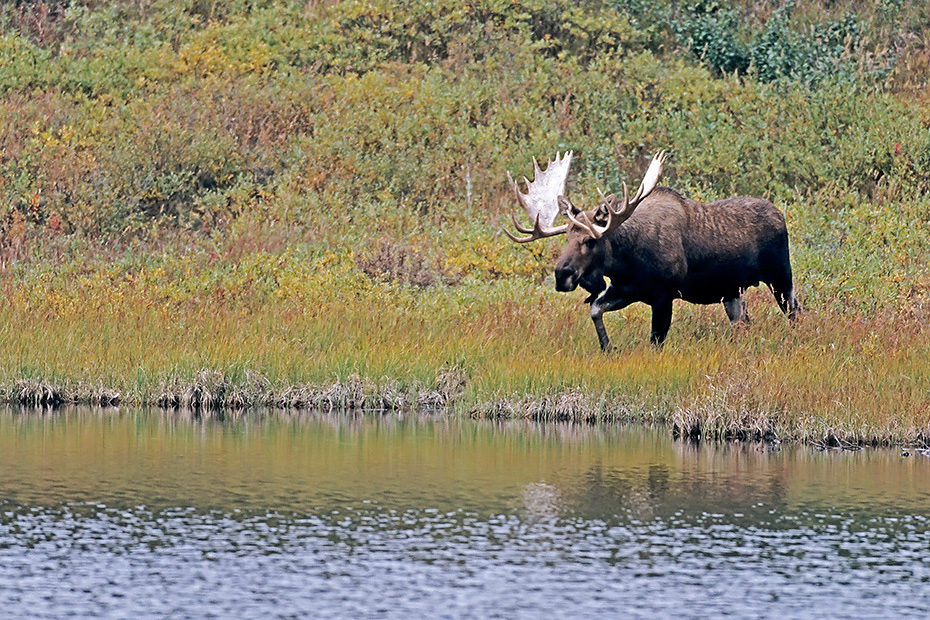 Elche koennen taeglich mehr als 32kg Nahrung aufnehmen  -  (Alaska-Elch - Foto Elchschaufler an einem Tundrasee), Alces alces - Alces alces gigas, Moose can eat up to 32kg of food per day  -  (Alaska Moose - Photo bull Moose in fall)