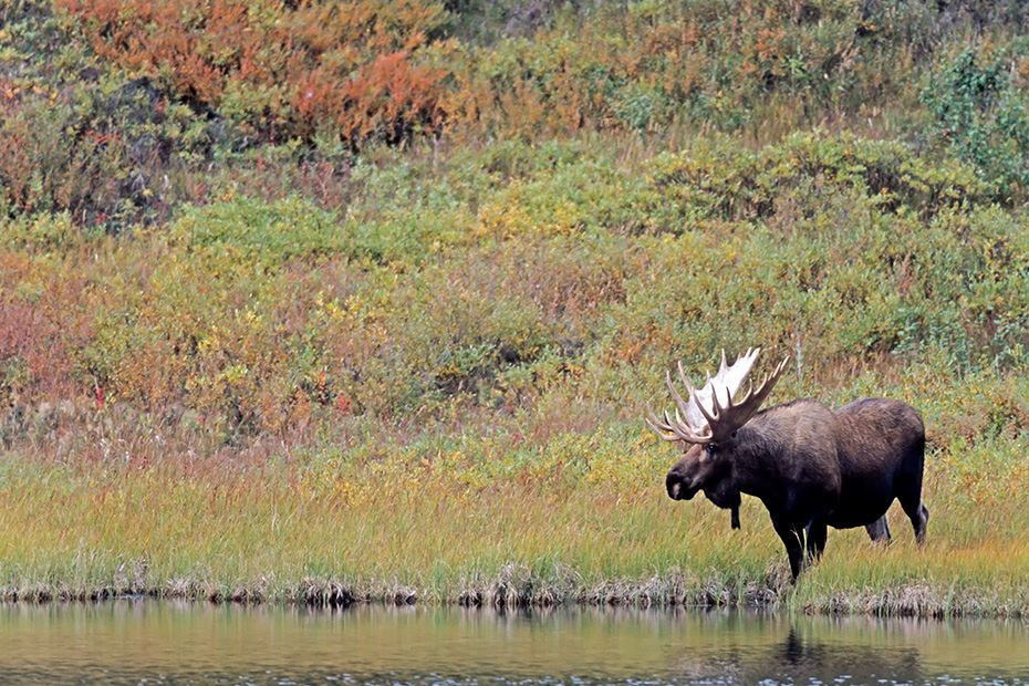 Elche sind sehr gute Schwimmer  -  (Alaska-Elch - Foto Elchschaufler an einem Tundrasee), Alces alces - Alces alces gigas, Moose are excellent swimmers  -  (Alaska Moose - Photo bull Moose in autumn)