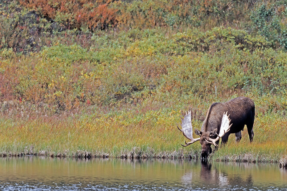 Elche koennen Heu nicht verdauen, dadurch ist die Haltung in Gefangenschaft sehr schwierig  -  (Alaska-Elch - Foto Elchschaufler an einem Tundrasee), Alces alces - Alces alces gigas, Moose cannot digest hay  -  (Giant Moose - Photo bull Moose drinking)