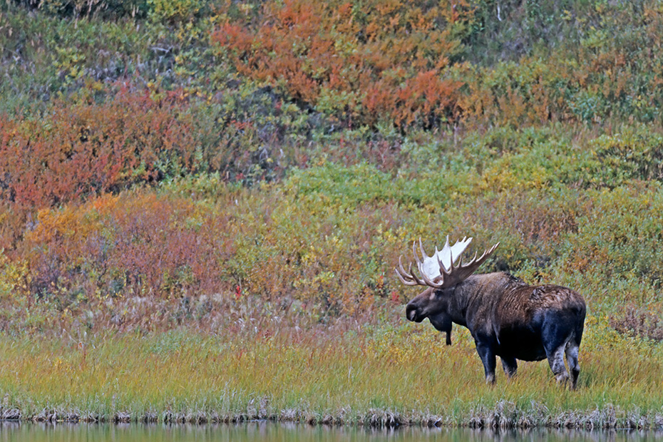 Elch, die Brunft beginnt im September und endet im Oktober  -  (Alaskaelch - Foto Elchbulle an einem Tundrasee), Alces alces - Alces alces gigas, Moose, the mating occurs in September and October  -  (Alaska Moose - Photo bull Moose in the tundra)