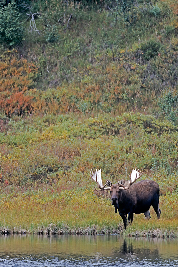 Elch, das Wachstum der neuen Geweihe beginnt im Fruehjahr  -  (Alaskaelch - Foto Elchschaufler an einem Tundrasee), Alces alces - Alces alces gigas, Moose, the new antlers will regrow in the spring  -  (Giant Moose - Photo bull Moose in fall)