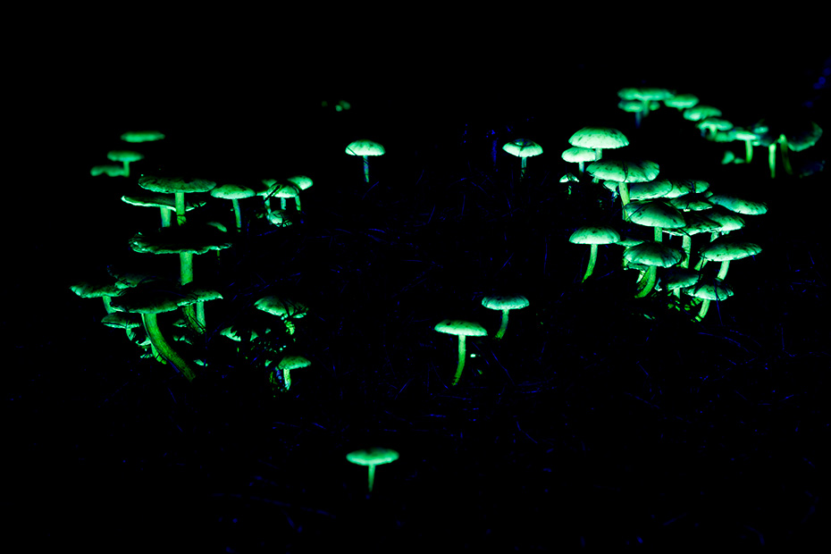 Pilze im UV-Licht, Biofluoreszenz, Mushroom in UV light