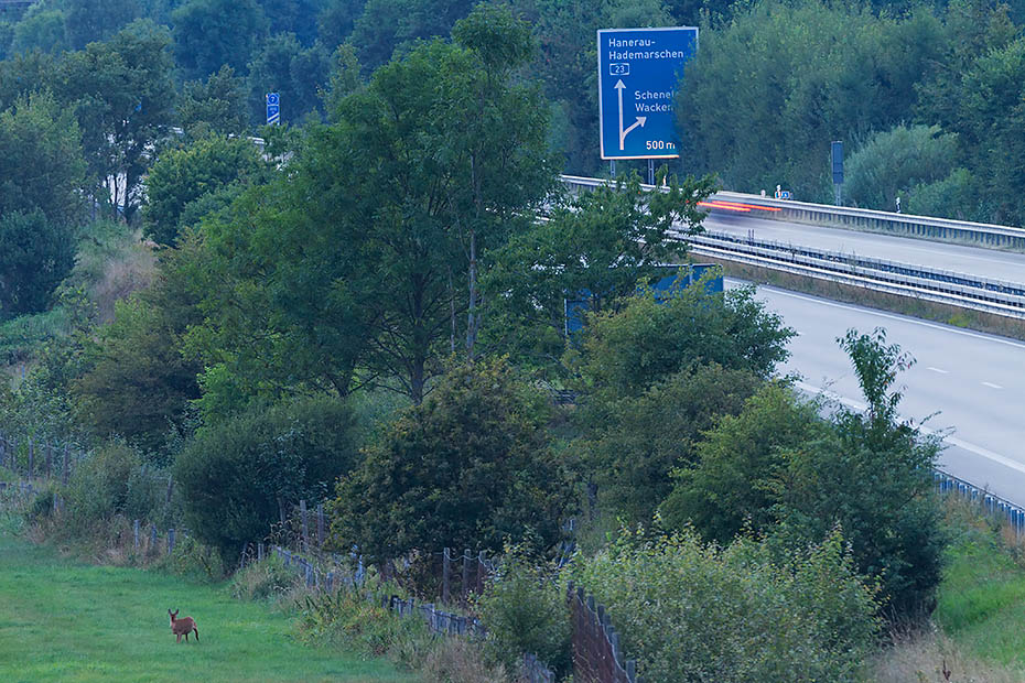 Ricke aest an einer Autobahn neben einem Wildschutzzaun - (Reh - Europaeisches Reh), Capreolus capreolus, Roe Deer doe eats on a highway between a game fence  - (European Roe Deer - Western Roe Deer)