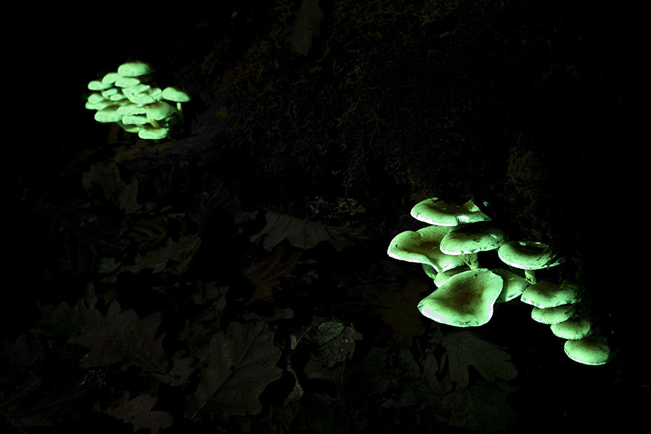 Im naechtlichen Wald leuchten Schwefelkoepfe durch das Licht einer UV-Taschenlampe wie kleine Strassenlaternen, Hypholoma species, Sulfur tufts shine through the ray of a UV-flashlight like small street lamps in a forest at night