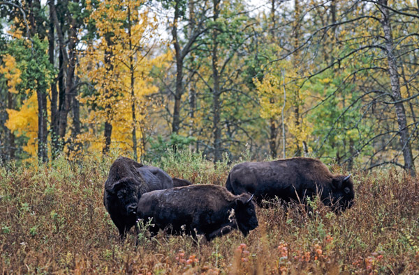 Amerikanischer Bisonbulle testet die Paarungsbereitschaft einer Bisonkuh - (Indianerbueffel - Bueffel), Bison bison - Bison bison (bison), American Bison bull testing the receptiveness from a Bison cow - (American Buffalo - Plains Bison)