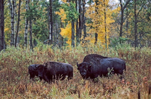 Amerikanischer Bisonbulle, Bisonkuh & Kalb stehen auf einer Waldlichtung - (Indianerbueffel - Bueffel), Bison bison - Bison bison (bison), American Bison bull, cow & calf standing in a forest glade - (American Buffalo - Plains Bison)