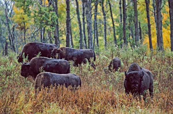 Amerikanischer Bisonbulle, Bisonkuehe & Kalb stehen auf einer Waldlichtung - (Indianerbueffel - Bueffel), Bison bison - Bison bison (bison), American Bison bull, cows & calf standing in a forest glade - (American Buffalo - Plains Bison)